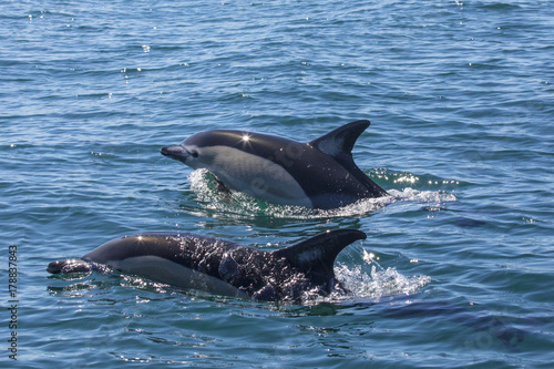 Dolphins Swimming in the Algarve © chrisdorney