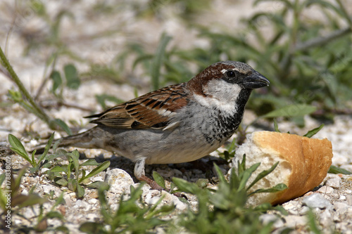 männlicher Haussperling (Passer domesticus) - Spatz photo