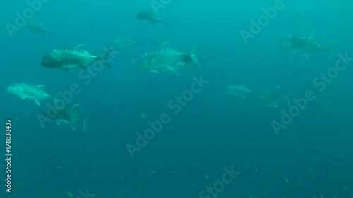 school of Giant trevally - Caranx ignobilis swims in the blue water, Indian Ocean, Maldives
 photo