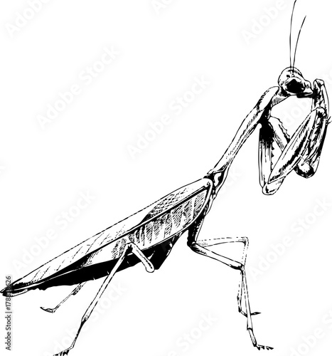 insect a praying mantis drawn in ink by hand without the background sketch