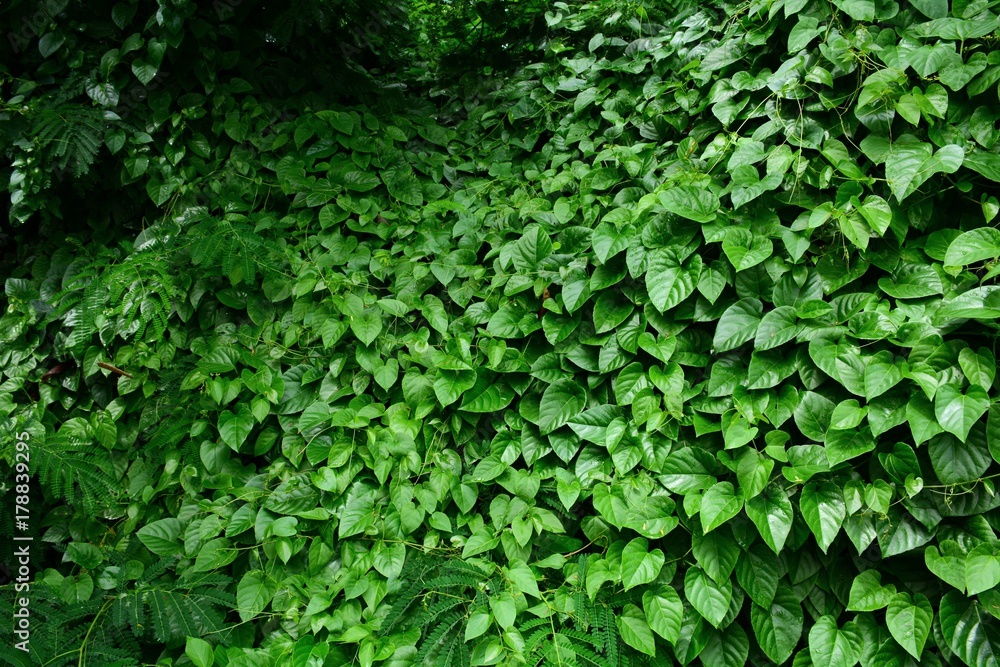 leaves of ivy covering a little tree in the forest leaves of ivy covering a little tree in the forest