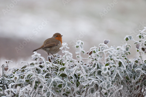 fluffy European robin singing on a twig in a park