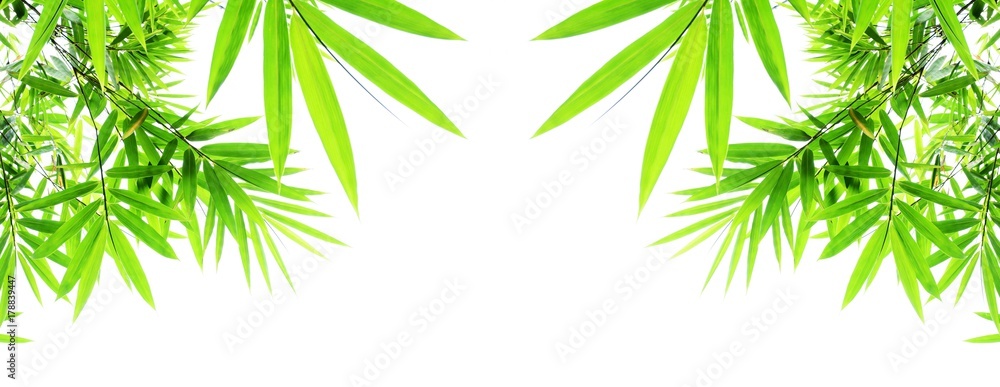 Fototapeta premium green bamboo leaves isolated on white background