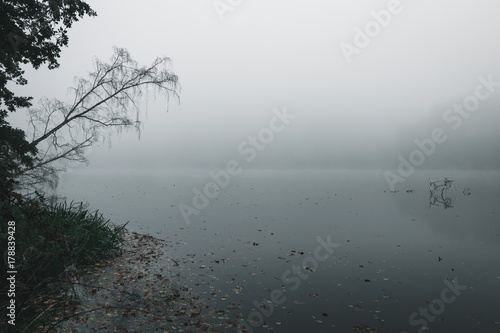 Nebel mit Ufer am Blaibacher See im Bayerischen Wald