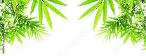 Obraz  z motywem green bamboo leaves isolated on white background
