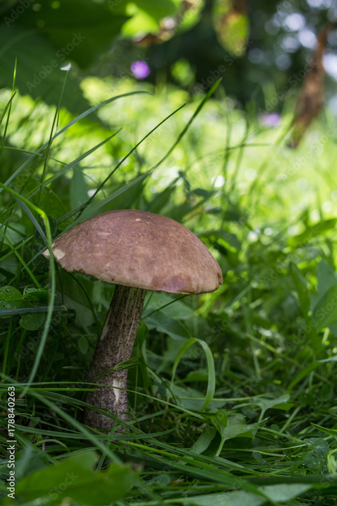 beautiful mushroom illuminated by the sunlight growing at the green grass meadow beautiful mushroom illuminated by the sunlight growing at the green grass meadow