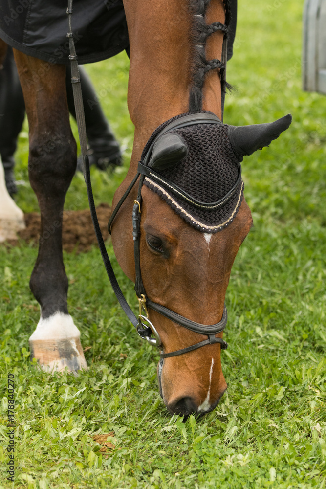 Obraz premium Pferdekopf