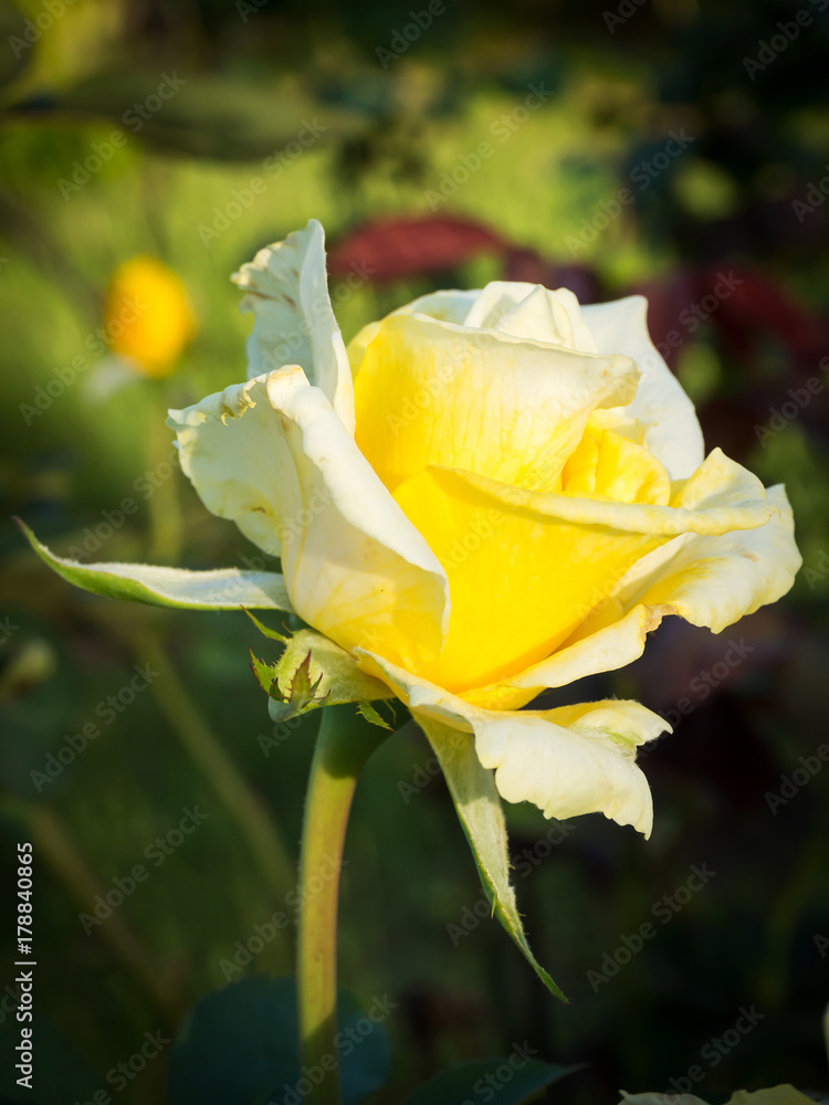Yellow rose in a garden. Hi contrast and dark vignette style. Flower in garden view. Yellow rose in a garden. Hi contrast and dark vignette style. Flower in garden view.