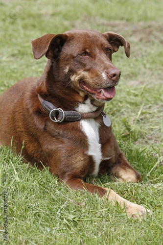 Hund auf der Wiese