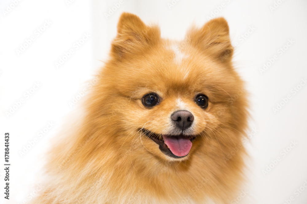 happy fluffy orange pomeranian spitz on the white background