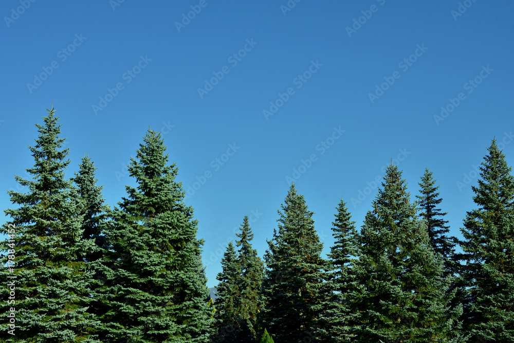 Fir trees Fir trees