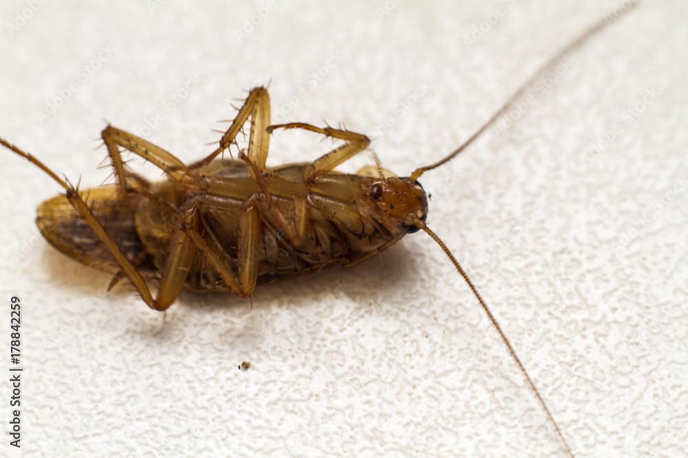 Obraz premium homemade cockroach