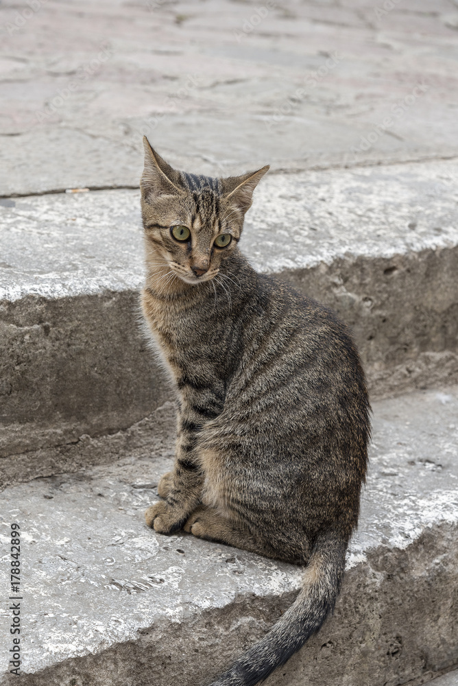Montenegro Kotor Kitty