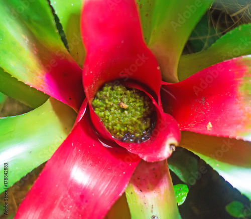 Close-up view of flowering water plant. photo