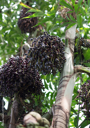 Acai berries on palm tree. Euterpe oleracea. photo