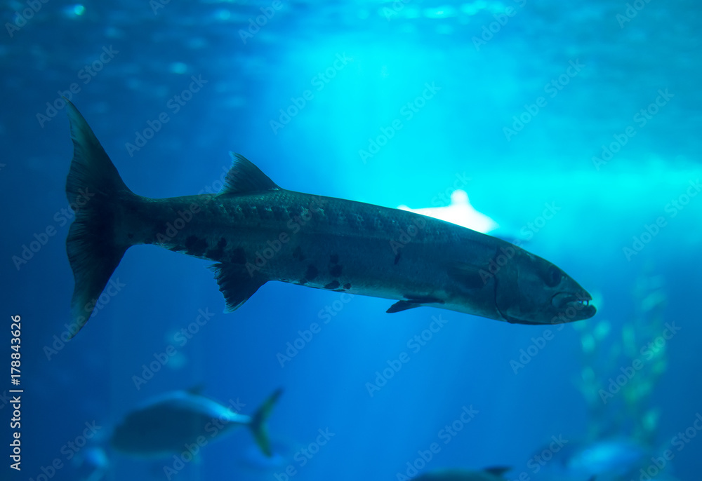 Great barracuda swimming in the sea. Great barracuda swimming in the sea.