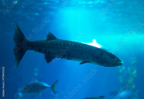 Great barracuda swimming in the sea. © M-Production
