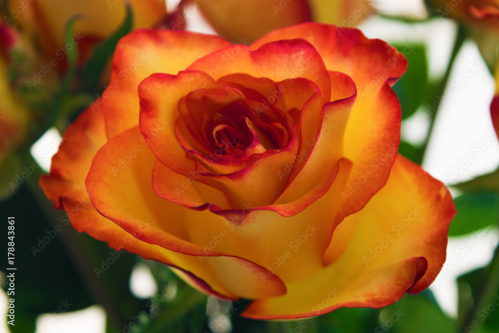 Bouquet of orange and red rose. Blurry background. Bouquet of orange and red rose. Blurry background.