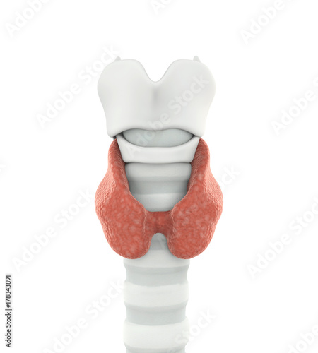 Human Thyroid Gland Anatomy Isolated photo