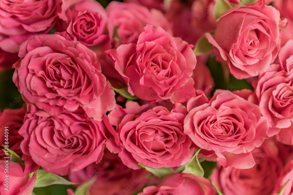 bunch of pink roses background, soft focus bunch of pink roses background, soft focus