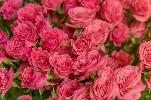 bunch of pink roses background  soft focus