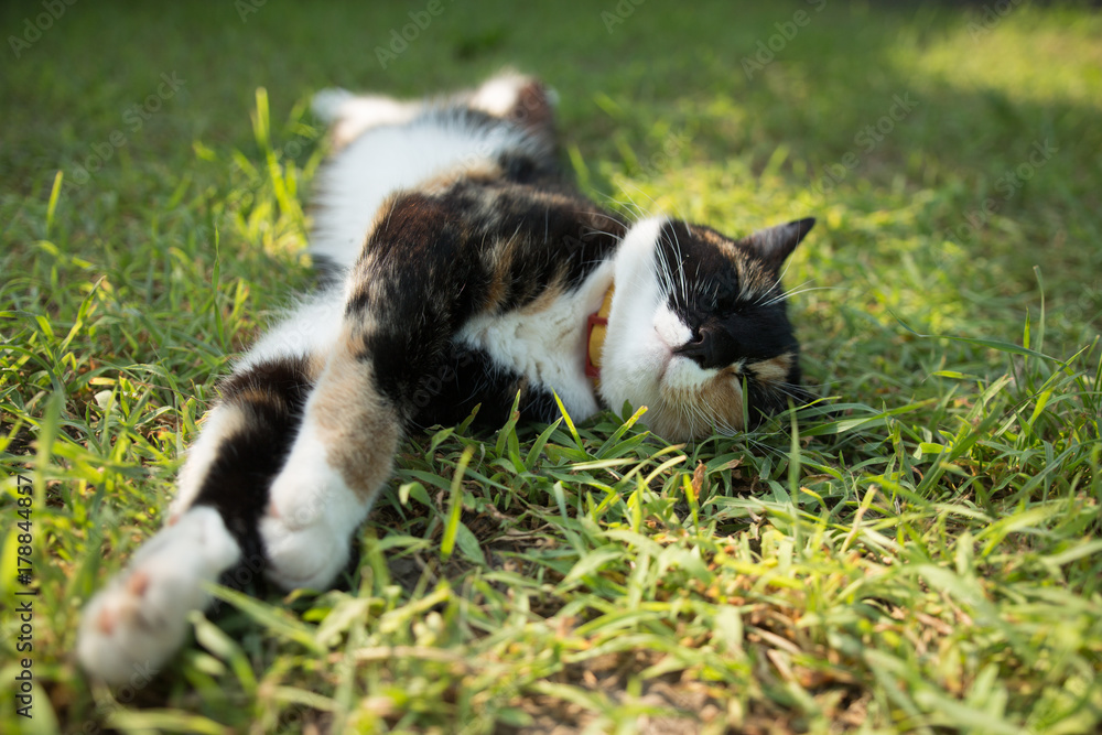 Fototapeta premium happy cat lies on the green grass
