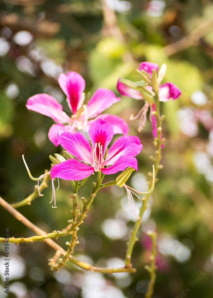Obraz premium Blooming Purple bauhinia flower. Pink flower on plant in day light. Tropical plant. 
