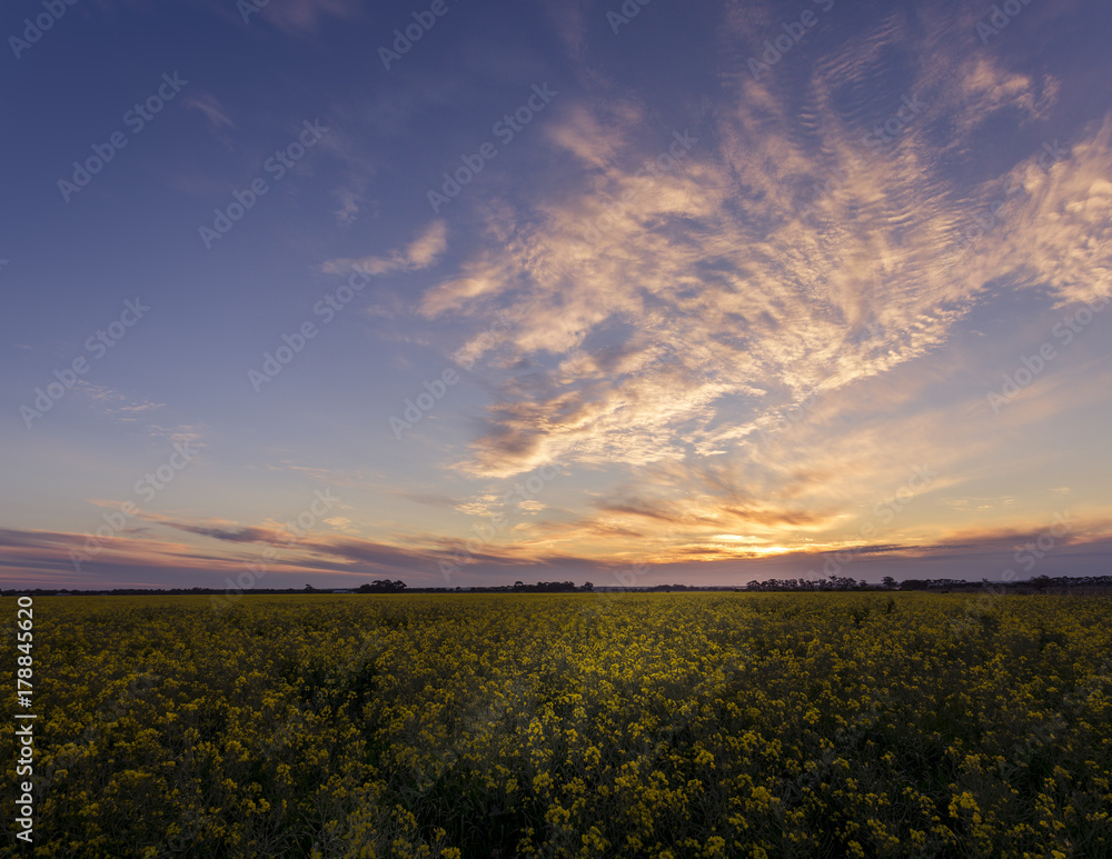 Sunset at Canola Fields