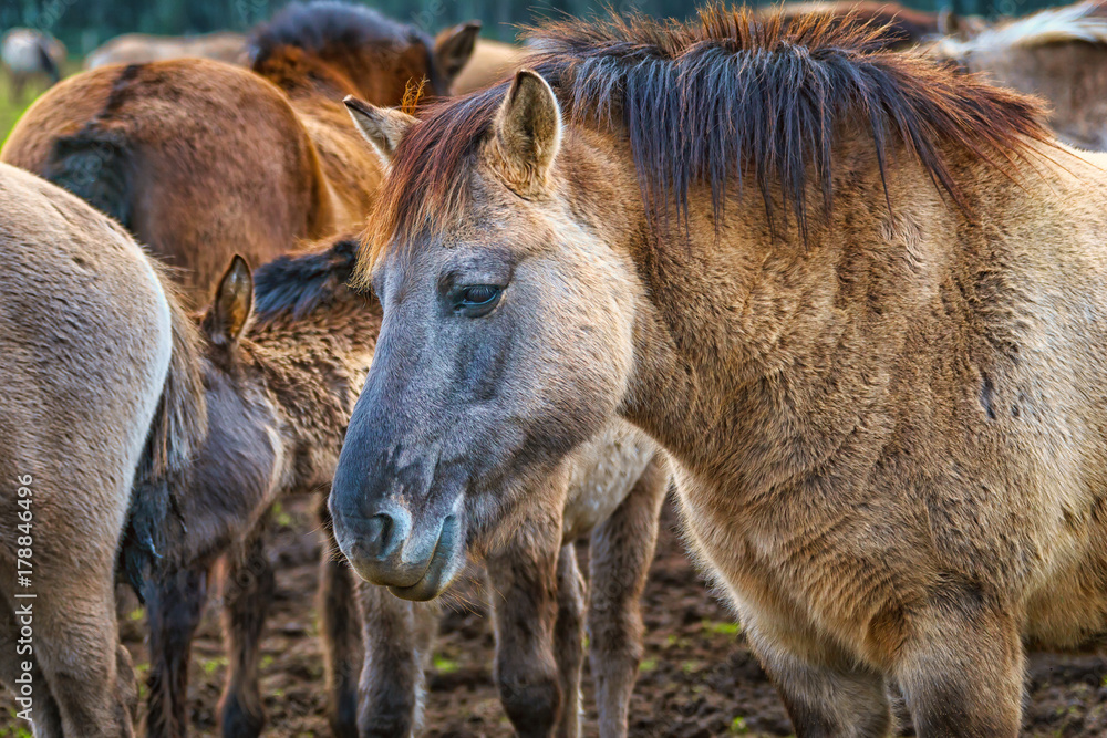 Fototapeta premium Wildpferde