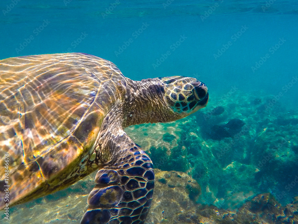 Fototapeta premium Honu Dreams