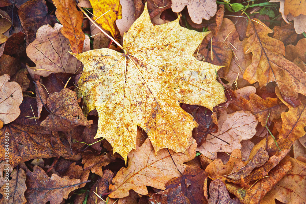 Maple yellow leaf lying on the red oak leaves in autumn
