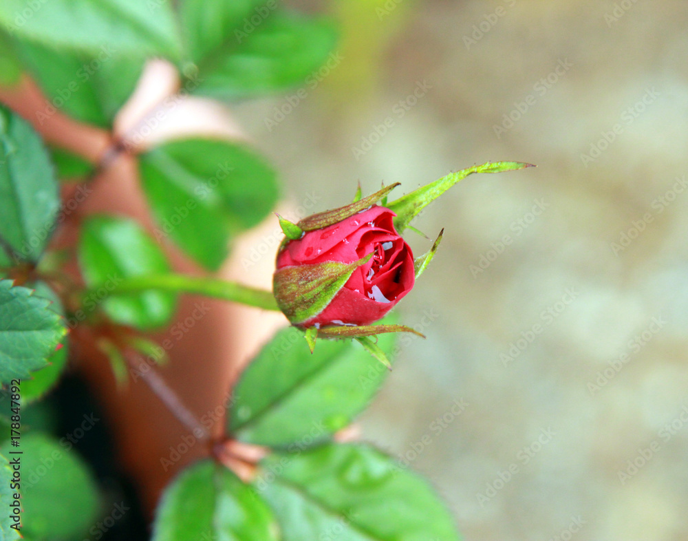 Rosebud Rosebud