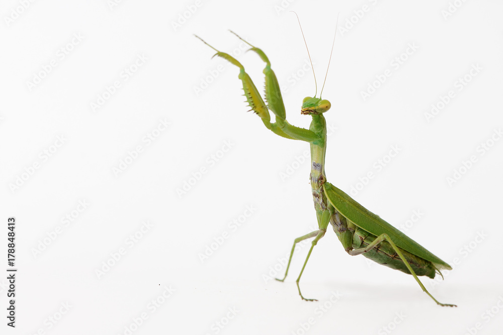 Foto Praying mantis (Mantis religiosa) isolated on white
