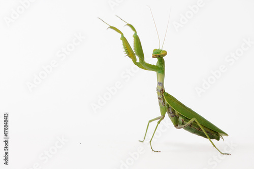Praying mantis (Mantis religiosa) isolated on white