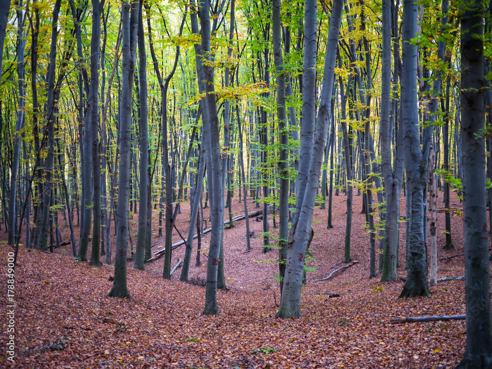 Naklejka premium Road in the autumn forest