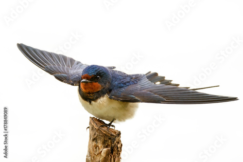 Barn swallow (Hirundo rustica) sitting on a stick on white background