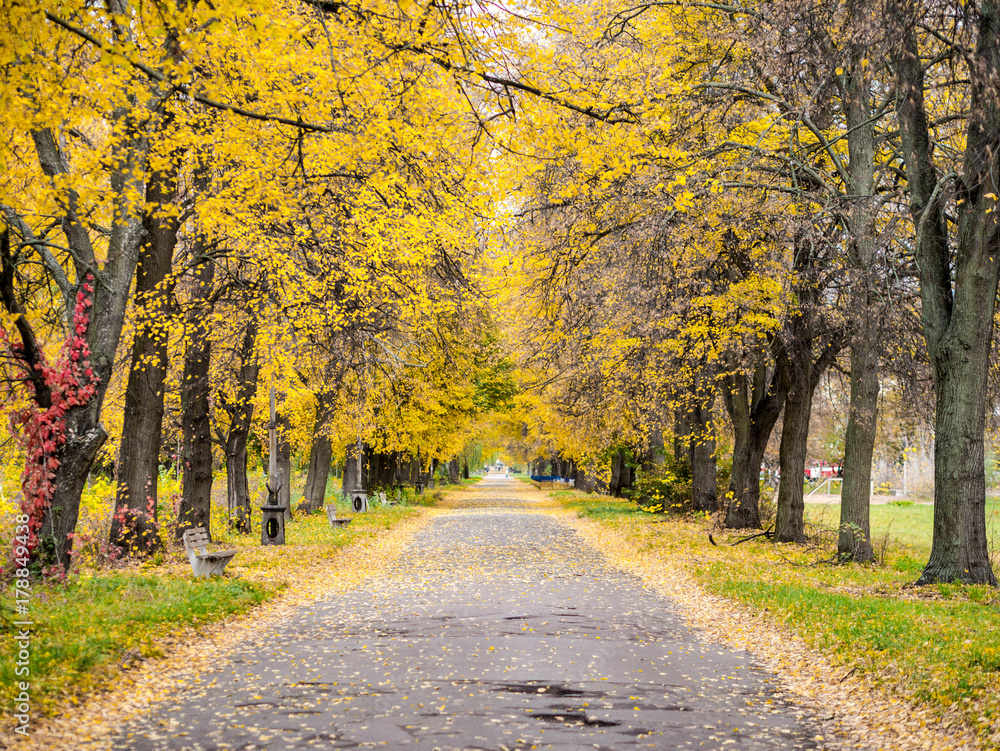 Naklejka premium Road in the autumn forest