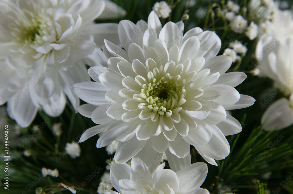 White flower, pine brench floral composition.