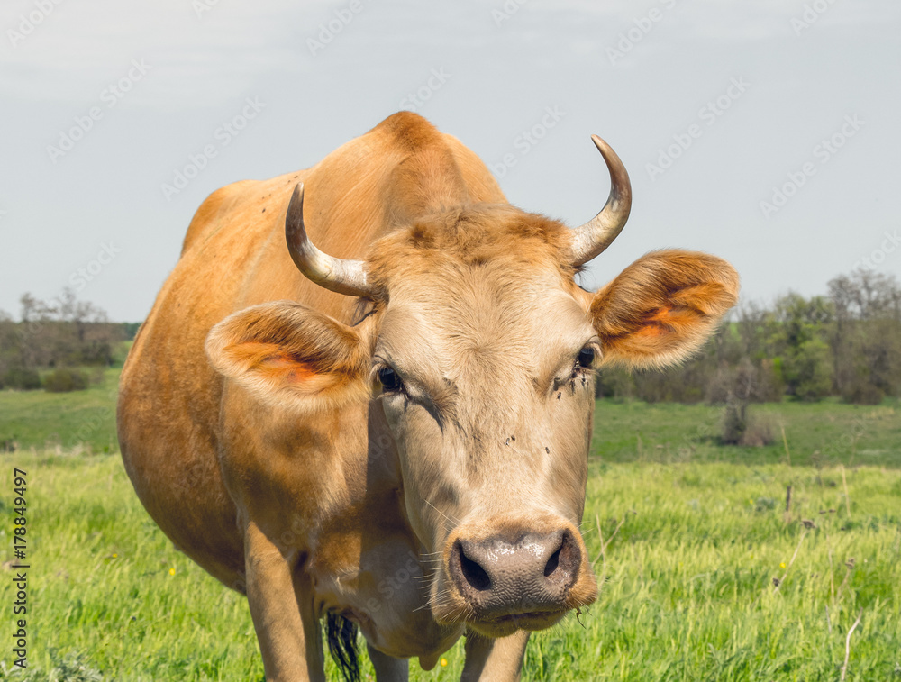 Red cow on a green rustic spring meadow Red cow on a green rustic spring meadow