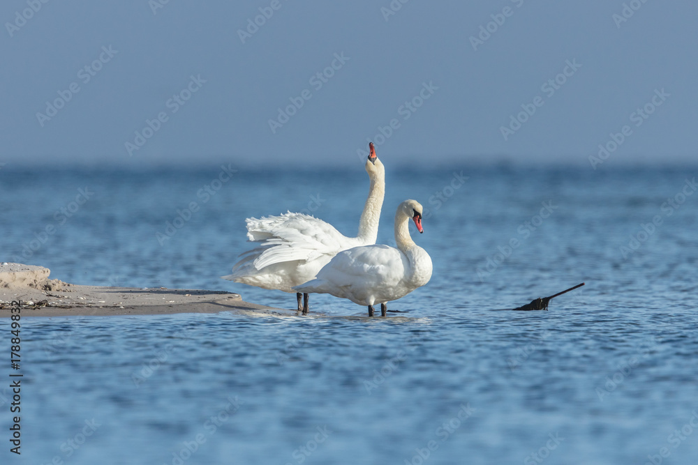 schwäne am meer