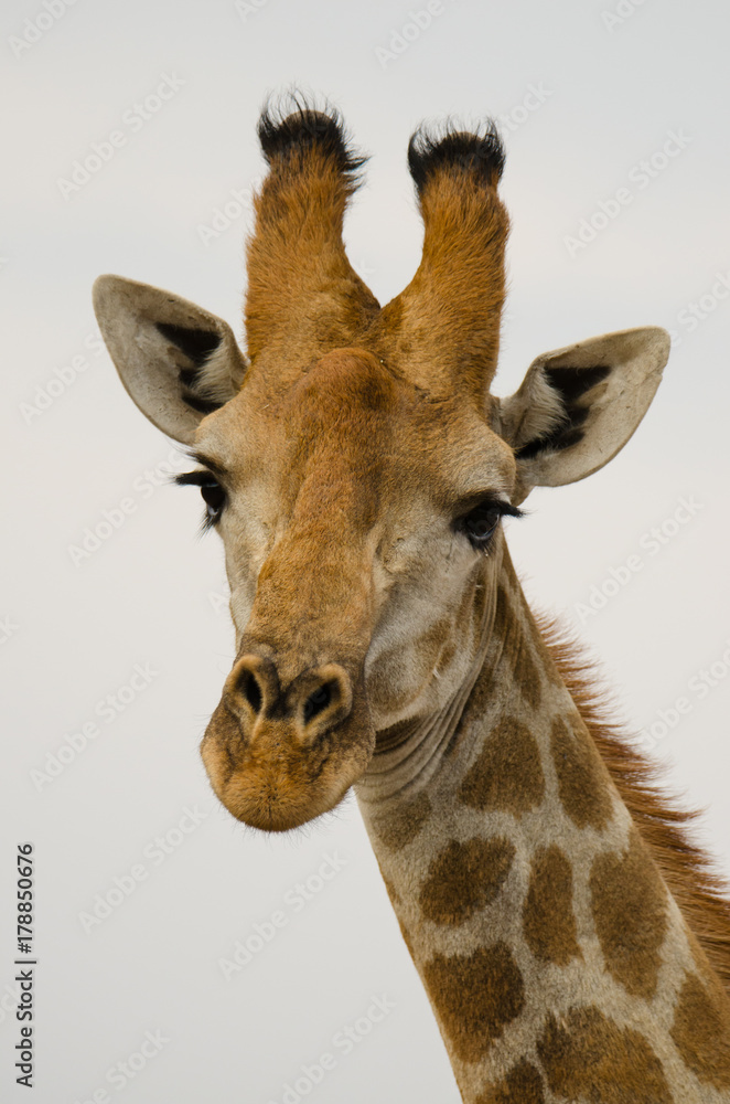 Obraz premium Giarrafe Portrait