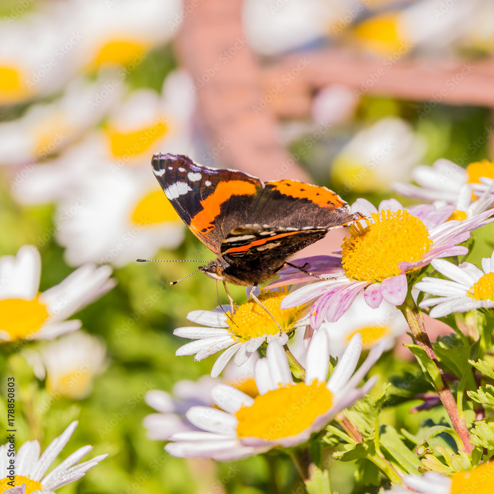 Obraz premium Beautiful Butterfly with orange and white spots on wings on white bloom