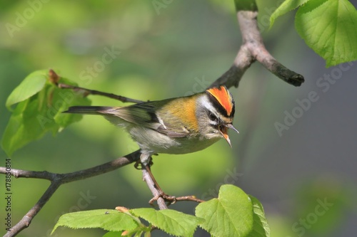 Firecrest´s crown (Regulus ignicapillus) sitting on the branches. Singing male, Firecrest photo