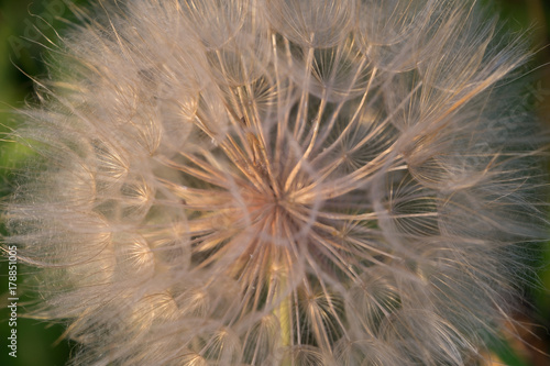 Fototapeta Naklejka Na Ścianę i Meble -   The ball of white Dandelion close-up toned