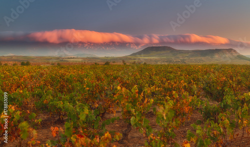 Vineyard in autumn in Najera, La Rioja photo