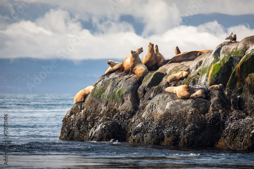 A sea lion rookery in the Pacific Ocean off the coast of Vancouver Island photo