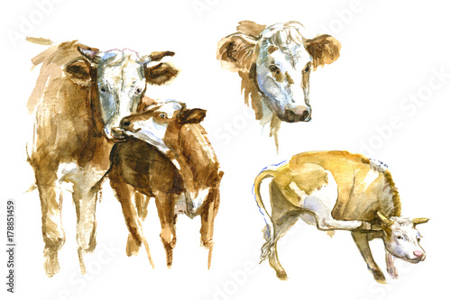 Fototapeta Naklejka Na Ścianę i Meble -  Set of watercolor cow