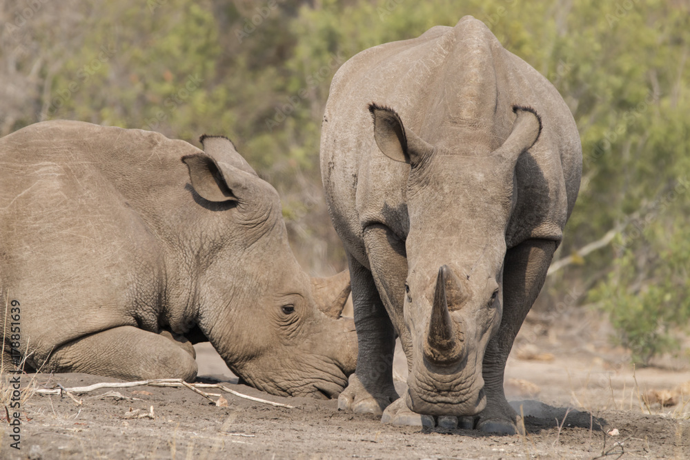 Fototapeta premium two rhinos