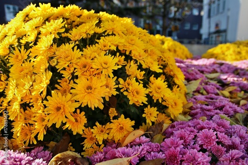 Chrysanthema in Lahr 2017 photo