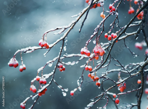 bright red Rowan berries in the garden are covered in raindrops and crystal w...